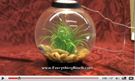 baby biorb video for BiOrb Aquariums, BiOrb Fish Tanks, BiUbe Aquariums